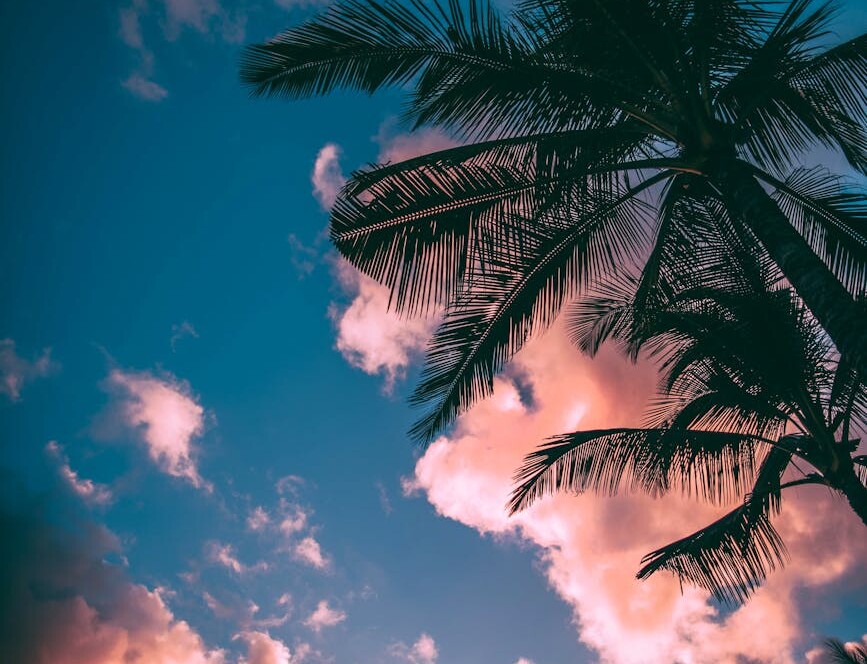 green and brown coconut trees under clear blue sky